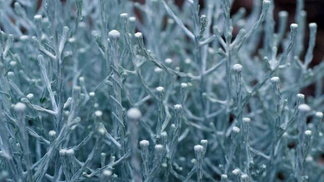Blue Silver Complex Patters Of Cushion Bush Branchlets And Flowers, CLOSE UP