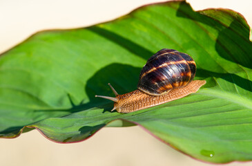 A large snail is crawling over a large green leaf. Side view, focusing on the head.