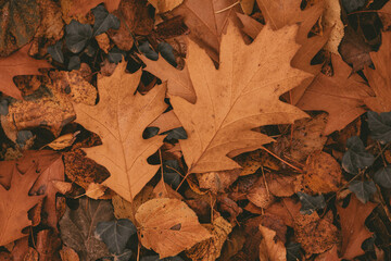 Brown leaves on the groung