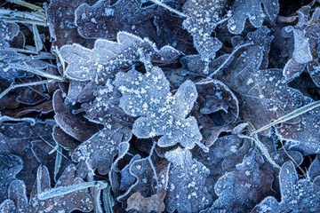 Frozen leaves covered with ice on the ground