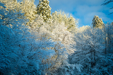 富山県中新川郡上市町と立山町にある大辻山を登山する風景 A view of climbing Mt. Otsuji in Kamiichi-cho and Tateyama-cho, Nakashinagawa-gun, Toyama Prefecture.