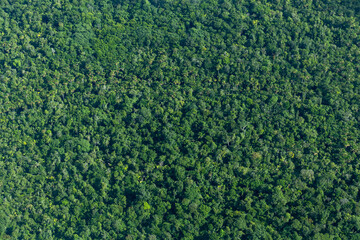 Fototapeta Aerial view of an area of dense amazon rainforest in Brazil, showing only the treetops. obraz