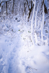 富山県中新川郡上市町と立山町にある大辻山周辺の雪が積もった風景をドローンで撮影 Drone photography of the snow-covered landscape around Mt. Otsuji in Kamiichi-cho and Tateyama-cho, Nakaniikawa-gun, Toyama Prefecture.