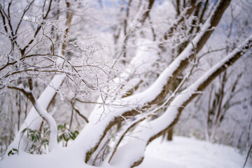 富山県中新川郡上市町と立山町にある大辻山を登山する風景 A view of climbing Mt. Otsuji in Kamiichi-cho and Tateyama-cho, Nakashinagawa-gun, Toyama Prefecture.