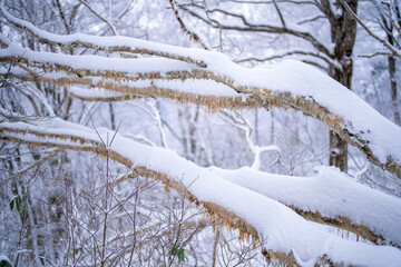 富山県中新川郡上市町と立山町にある大辻山を登山する風景 A view of climbing Mt. Otsuji in Kamiichi-cho and Tateyama-cho, Nakashinagawa-gun, Toyama Prefecture.