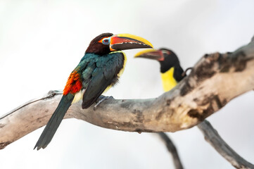 toucan sits on a tree