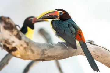 toucan sits on a tree