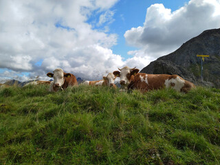 Fototapeta na wymiar Kühe im Nationalpark Hohe Tauern