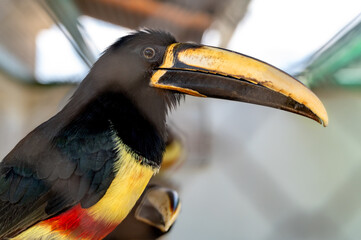 toucan sits on a tree