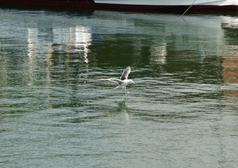 漁港の海へ着水する前の白鳥