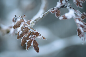 deciduous leaves in the winter forest