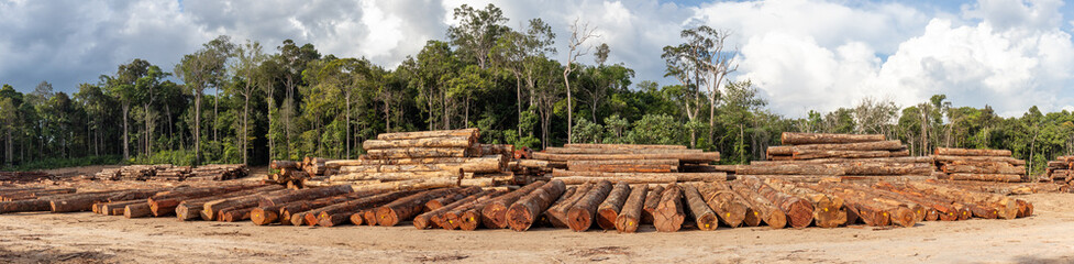 Storage yard with piles of wood logs legally extracted from an area of ​​brazilian amazon...