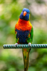 Colourful rainbow lorikeet sitting on a perch
