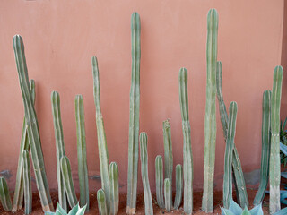 Cacti in front of red wall, Marrakech, Morocco. - obrazy, fototapety, plakaty
