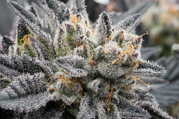 Close up of hydroponic cannabis plant - obrazy, fototapety, plakaty