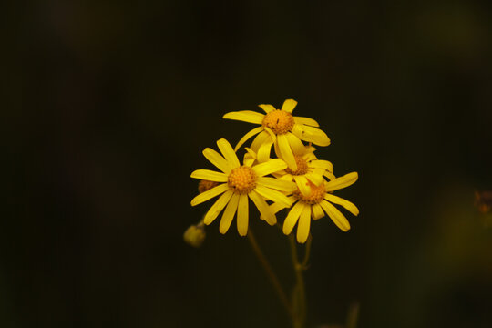 Ramillete de flores amarillas - ramo floral - flor peque&ntilde;a - ramo de flores - flor diminuta - flor natural
