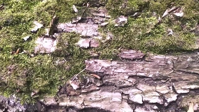 Old fallen tree with green moss in vibrant outdoor