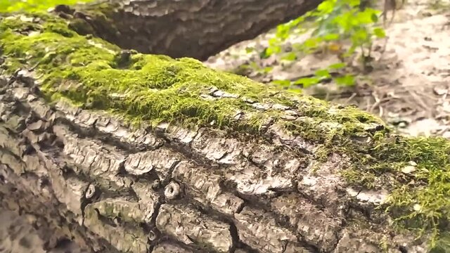 Old fallen tree with green moss in vibrant outdoor