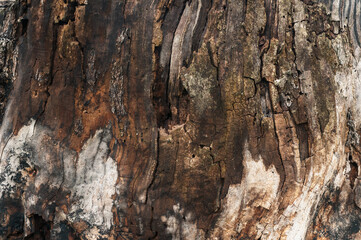  Abstrakcyjne naturalne tło tekstury starego spróchniałego pnia drzewa. - obrazy, fototapety, plakaty