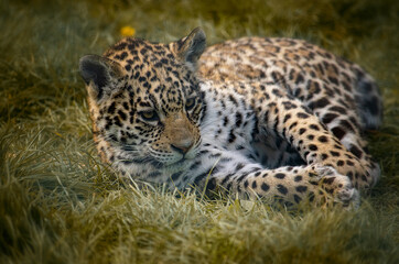 Fototapeta na wymiar Baby jaguar playing in the grass in the nature