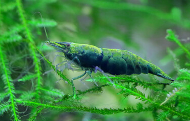 Green Jade Shrimp