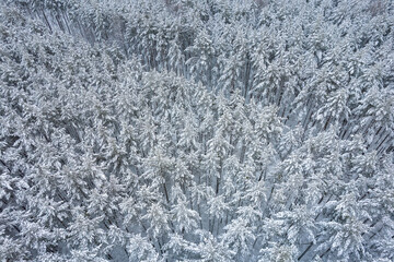 Aerial view of frosty white winter pine forests and birch groves covered with hoarfrost and snow. Drone photo of high trees in mountains at winter time. Christmas theme background. Idyllic landscape
