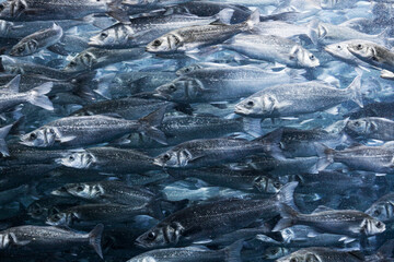 Sardines Fish in blue water tank 