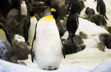 Beautiful penguin on the rocks