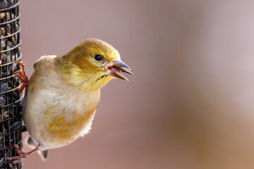American Goldfinch (Spinus tristis) perched on a feeder eating sun flower seeds during late autumn....