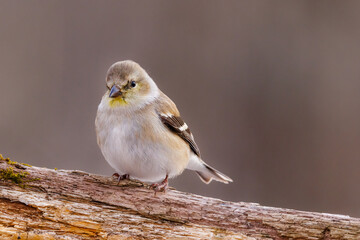 Close up portrait of an American Goldfinch (Spinus tristis) perched on a dead tree limb during late autumn. Selective focus, background blur and foreground blur
