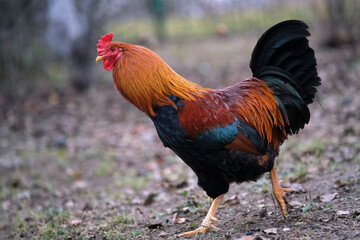 A red and black rooster walks in the garden. 
