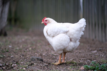 There is a white bird in the garden.