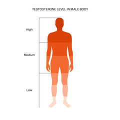 Testosterone level chart