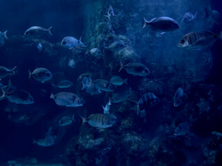 Naklejka na ściany i meble background image in blue. fish in the ocean