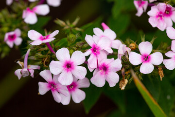 Pink phlox flowers in summertime in Connecticut.