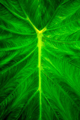 Giant elephant ear, or taro leaves, in a Connecticut abstract.
