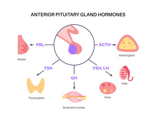 Pituitary gland hormones