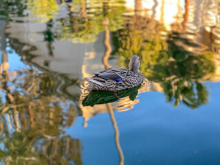Mallard duck swimming on a pond with clear water while looking for food
