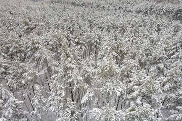 Aerial view of frosty white winter pine forests and birch groves covered with hoarfrost and snow. Drone photo of high trees in mountains at winter time. Christmas theme background. Idyllic landscape