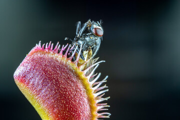 Carnivorous dionaea plant in macro with an insect captured in fine detail on a dark background