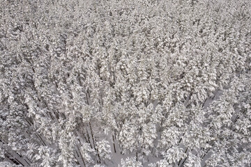 Aerial view of frosty white winter pine forests and birch groves covered with hoarfrost and snow. Drone photo of high trees in mountains at winter time. Christmas theme background. Idyllic landscape