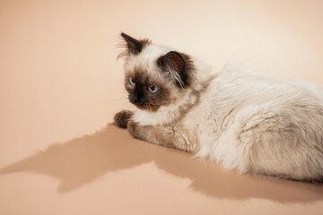 Fototapeta na wymiar A small beige colored ragdoll baby kitten cat sitting on a peach colored seamless background