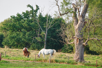 Obraz na płótnie Canvas horses in the countryside, summer in England