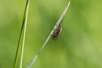 Gemeine Wasserflorfliege (Sialis lutaria)