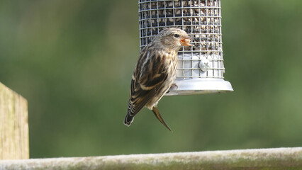 Lesser Redpoll feeding from a Feeder at bird table in UK
