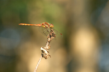 Große Heidelibelle (Sympetrum striolatum)