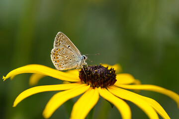 Hauhechel-Bläuling (Polyommatus icarus)