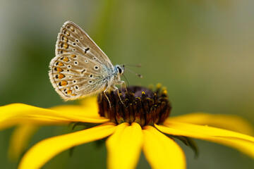Hauhechel-Bläuling (Polyommatus icarus)