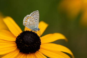 Hauhechel-Bläuling (Polyommatus icarus)