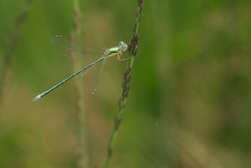 Kleine Binsenjungfer (Lestes virens)
